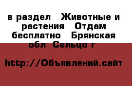  в раздел : Животные и растения » Отдам бесплатно . Брянская обл.,Сельцо г.